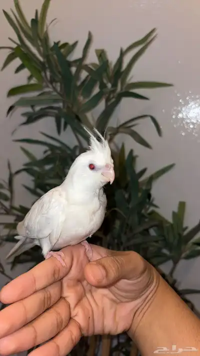 فرخ كروان البينو عيون حمر 0