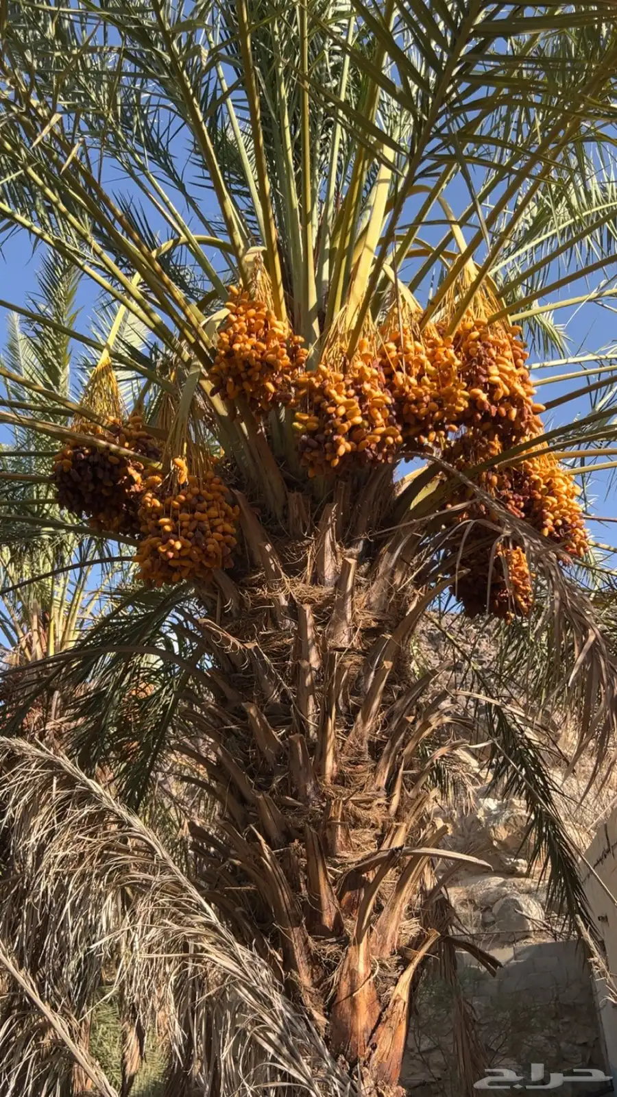نخل للبيع صفري وبديره 0