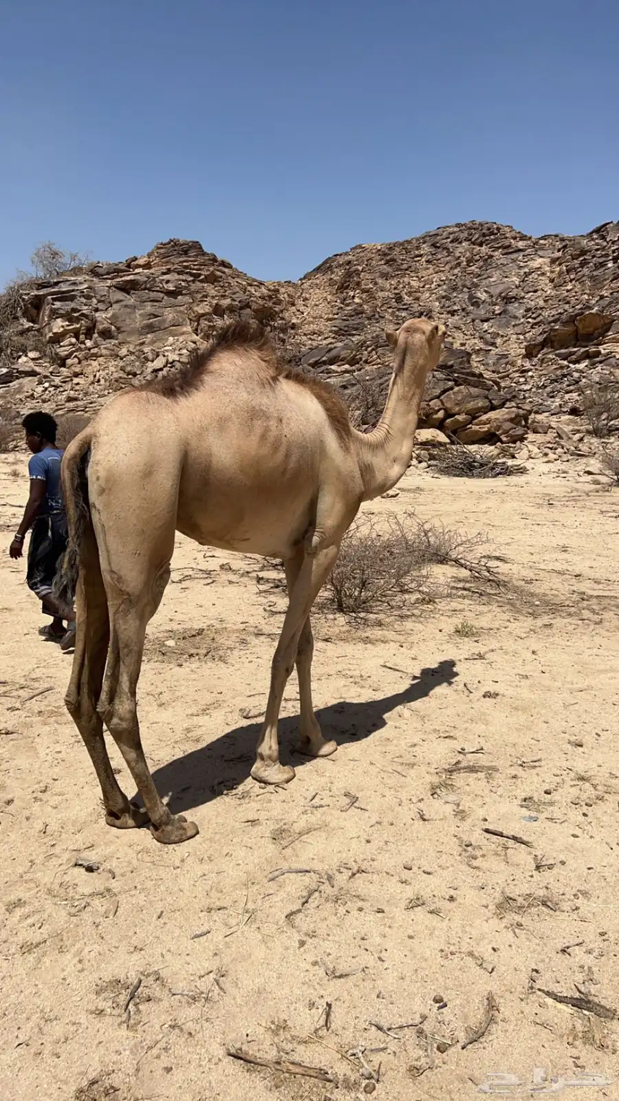 بكره للبيع والبيع سمح باذن الله 0