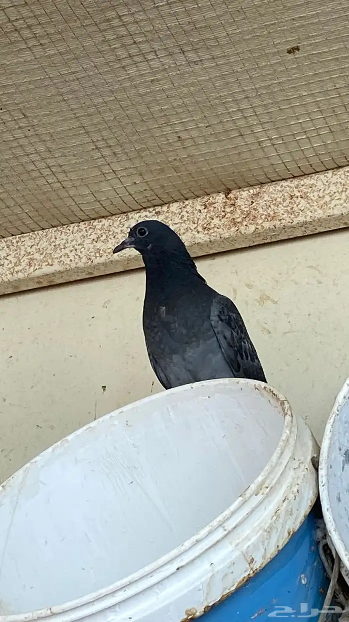 فراخه حمام 1