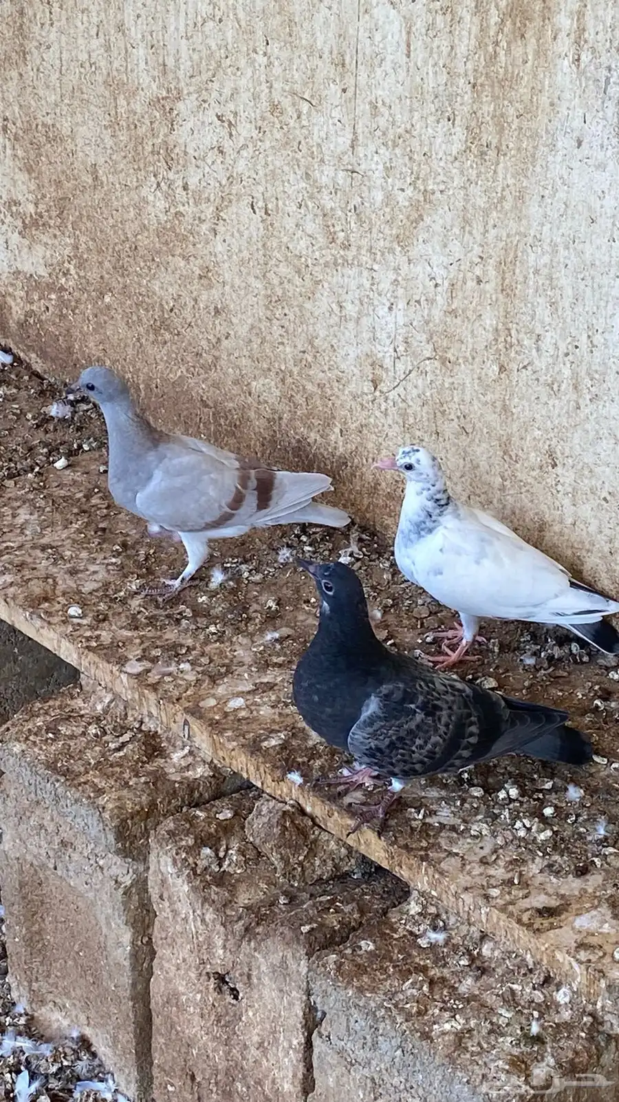 فراخه حمام 0