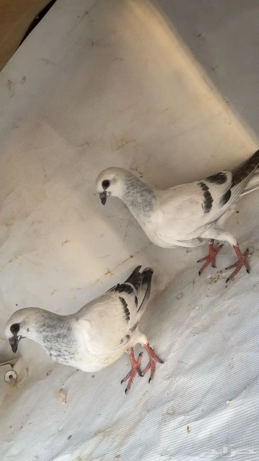 حمام شامي index