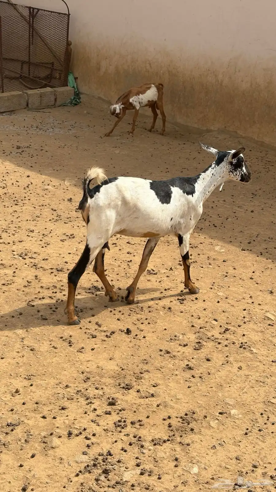 غنم للبيع 1