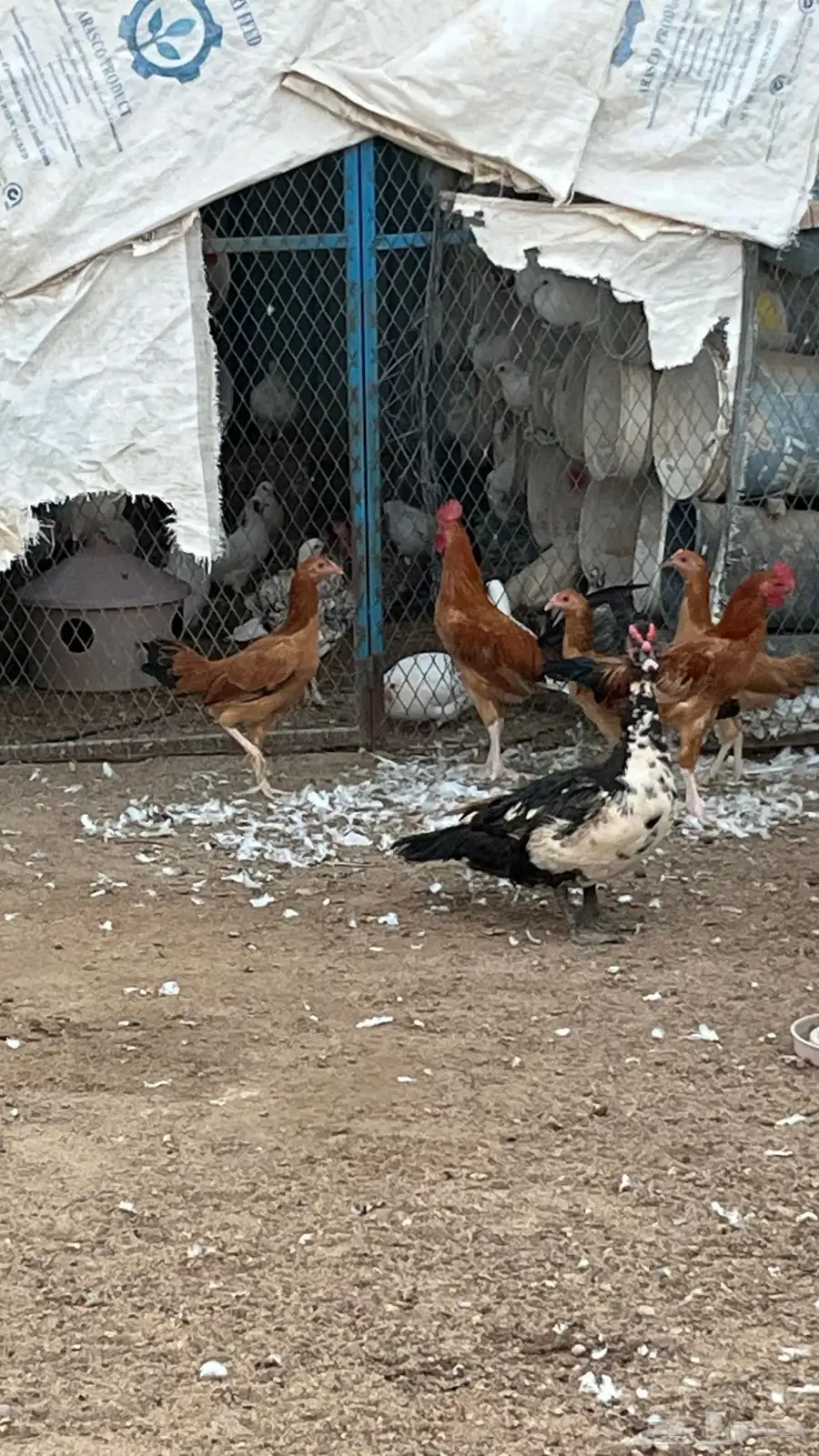ديوك مهجنه الاب باكستاني والام بلديه 5