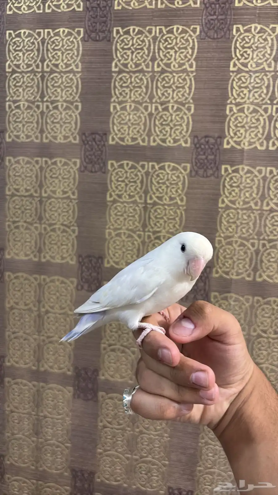 فردتين روز هدد واليفه للبيع 3