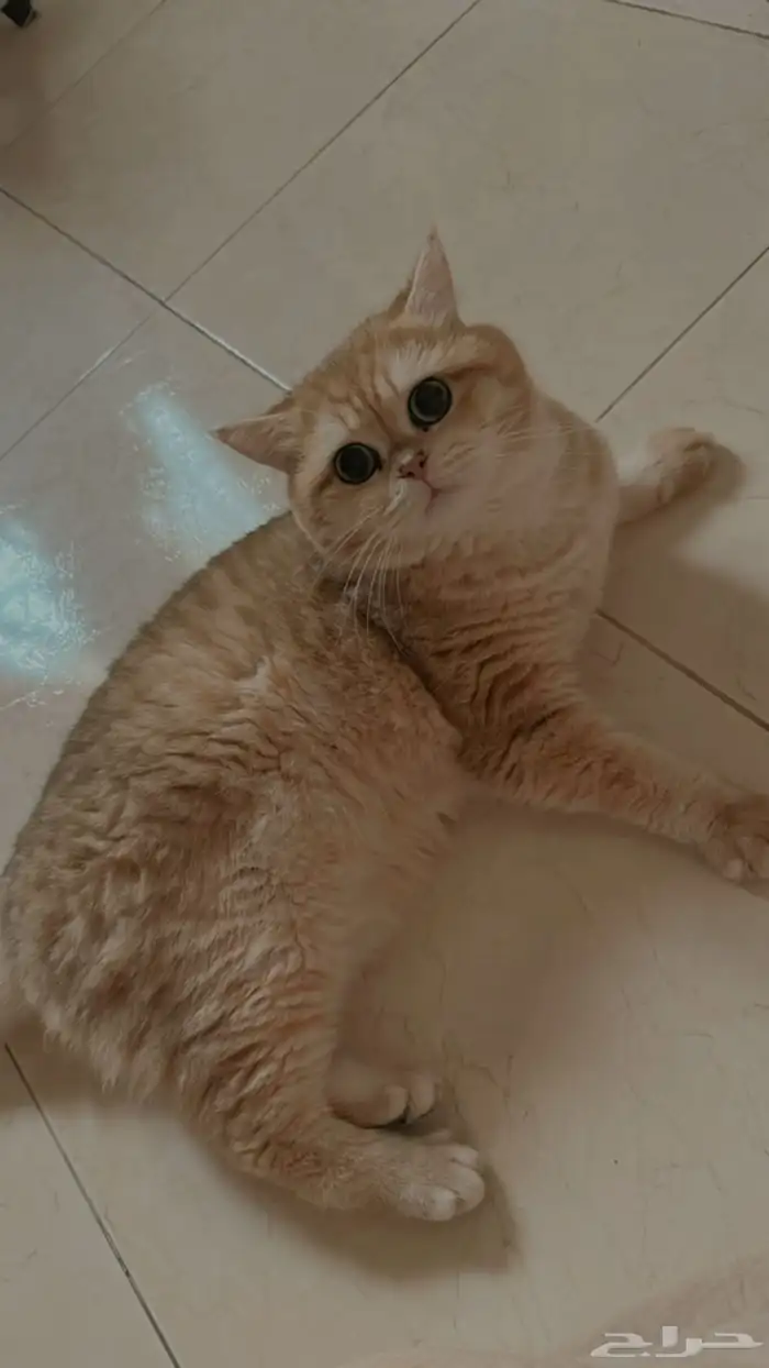 ذكر مسجل بريتش شورت هير للبيع 1