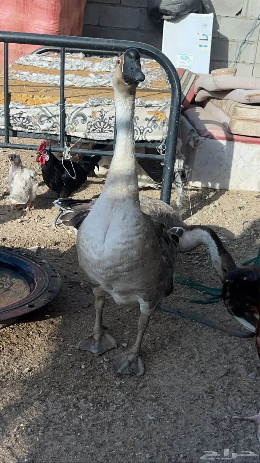 وز عراقى كوبرا 5