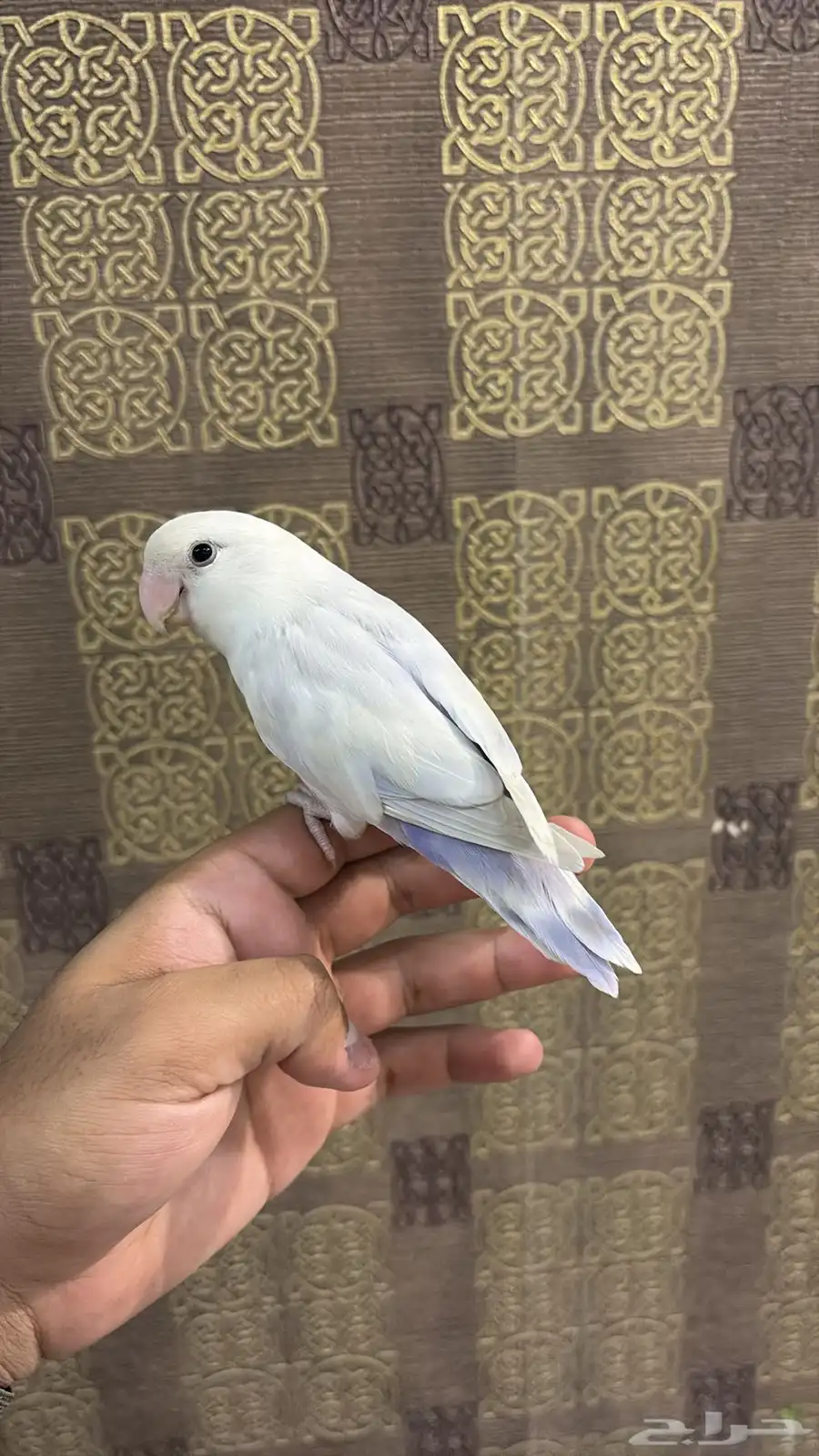 فردتين روز هدد واليفه للبيع 0