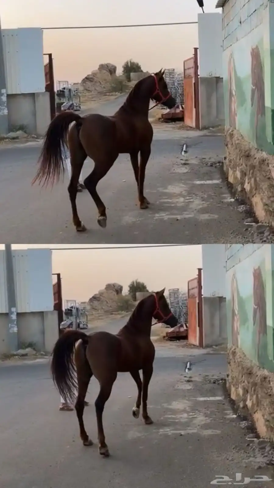 حصان للبيع 1