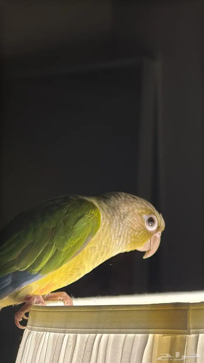 طير كنيور 1