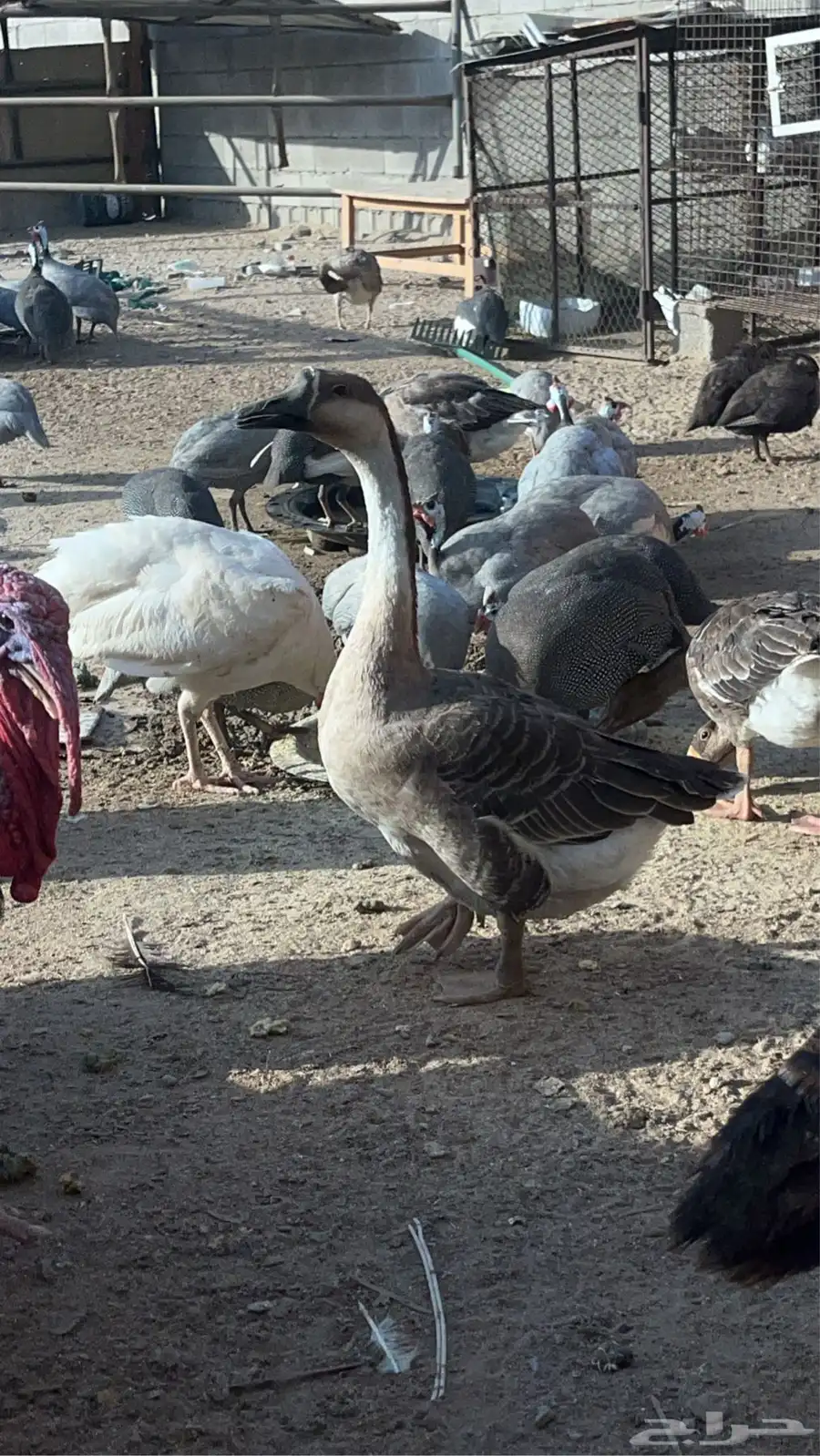 وز عراقى كوبرا 1