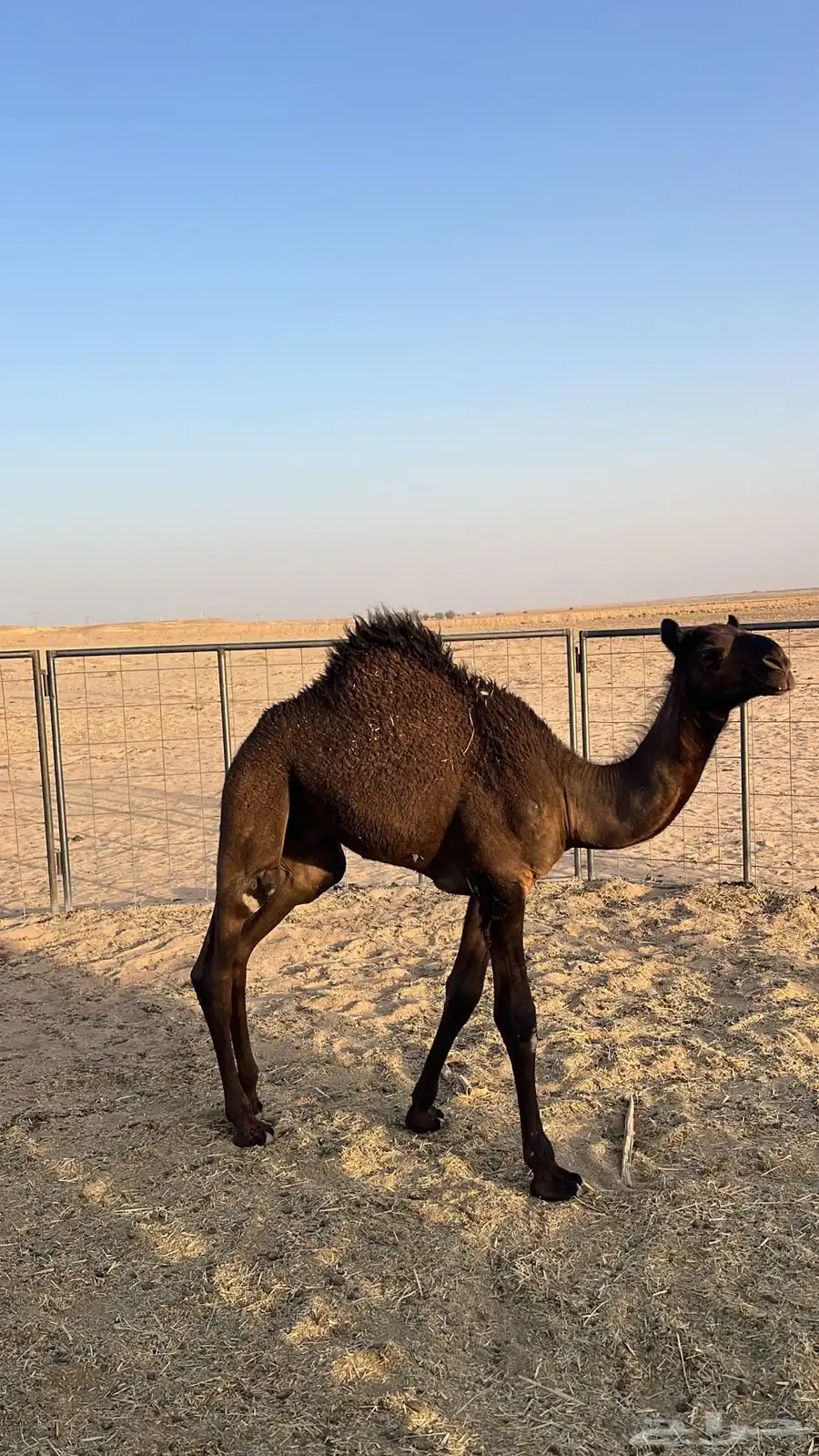 حيران عمرها 5 شهور 0