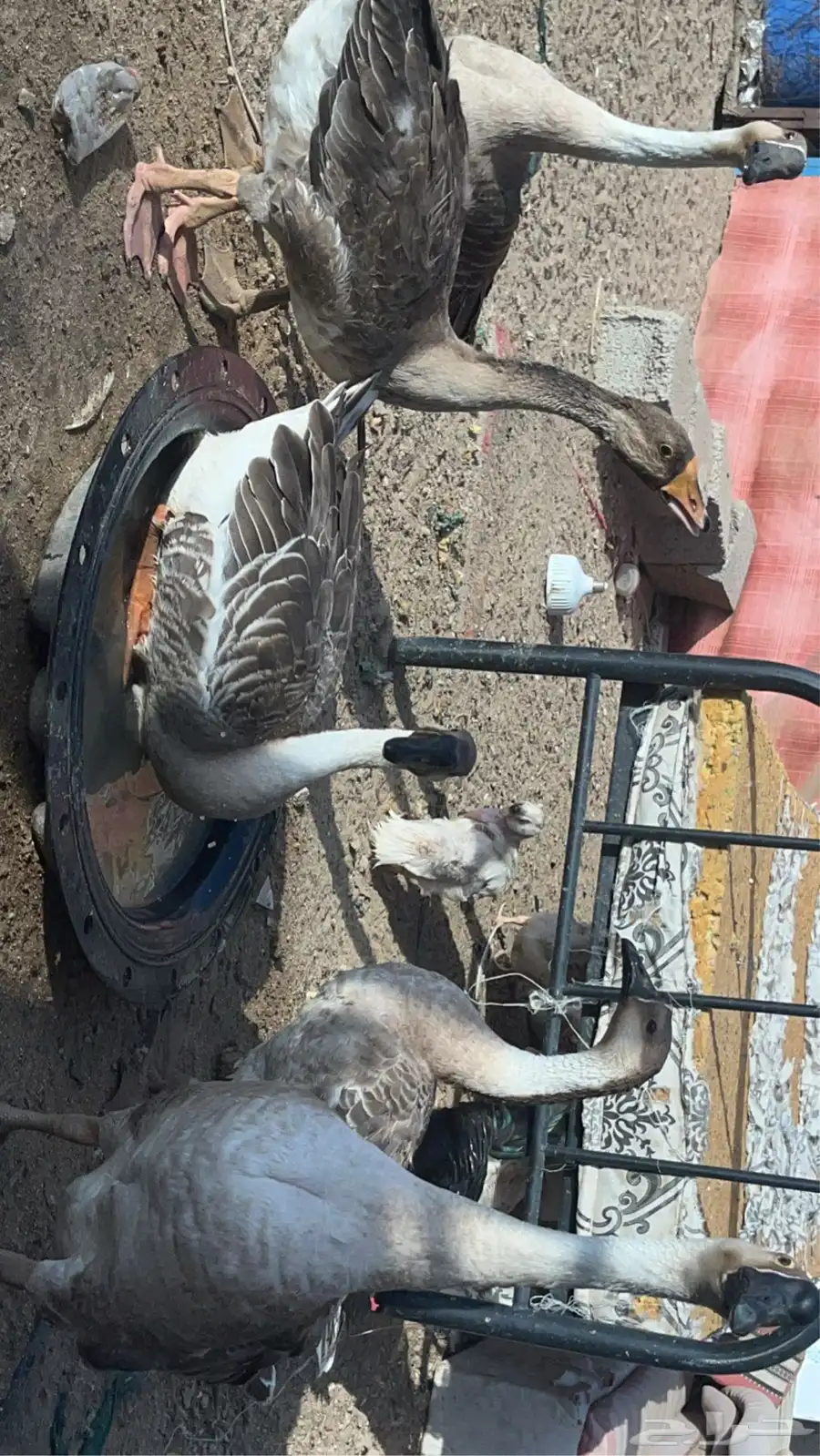 وز عراقى كوبرا 6