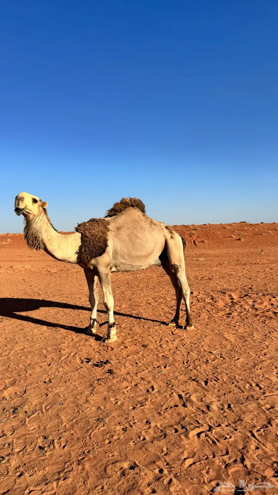 قعود اشقح ثني طيب ولد بعير بن حمرون 2