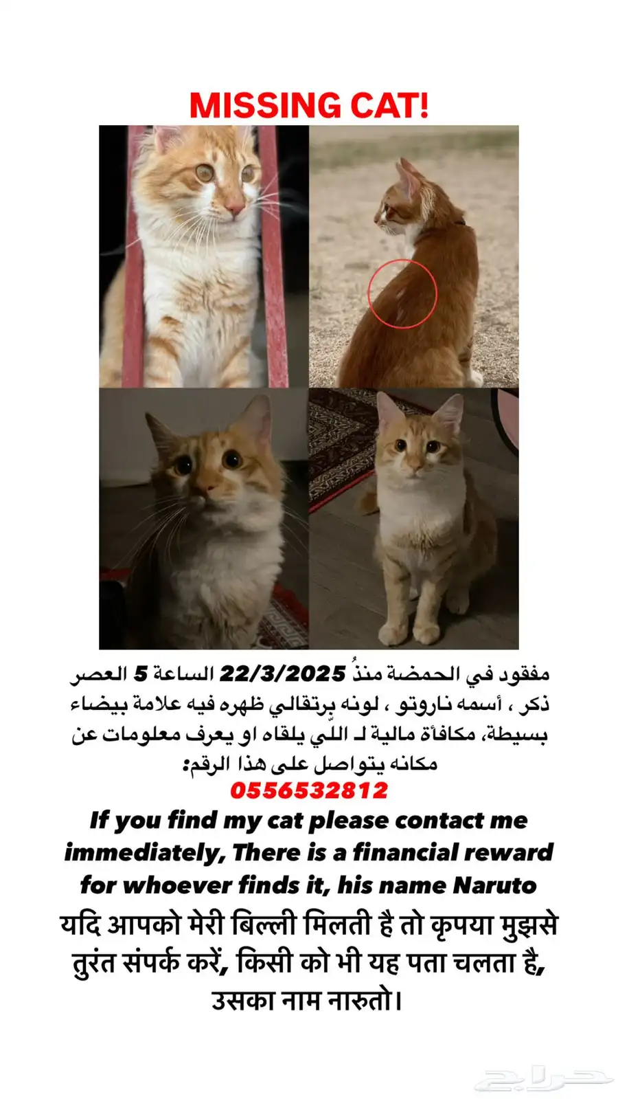 قطط 0