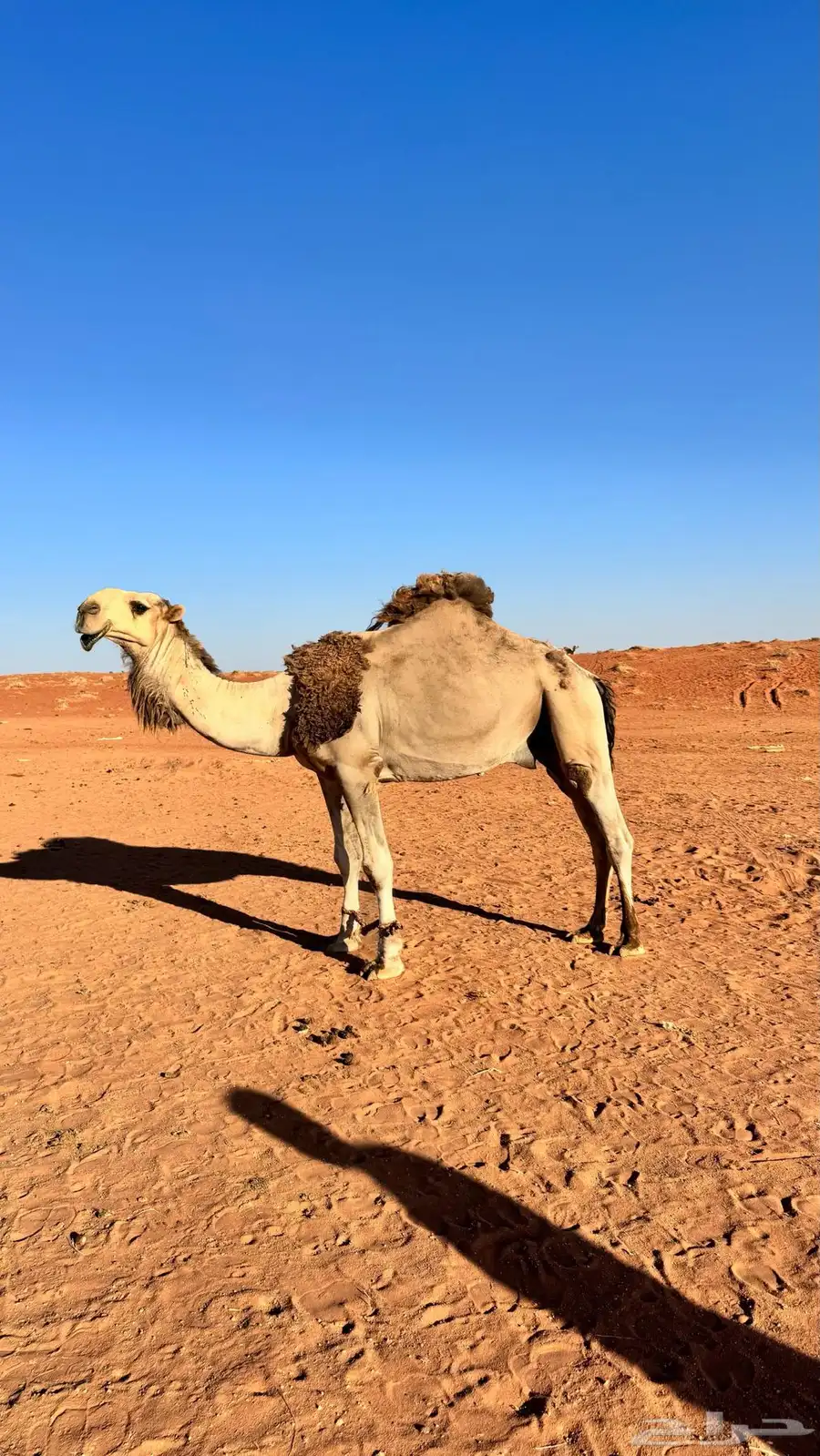 قعود اشقح ثني طيب ولد بعير بن حمرون 1