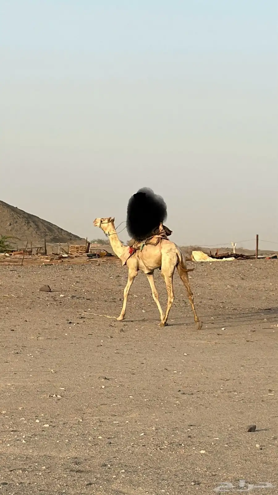 البيع قعود ركبي حر السن حق طايع شرط 1