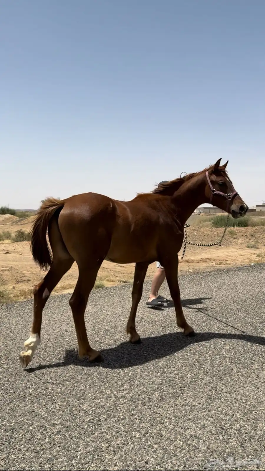 مهر عربي سرعة فاخر جدا  2024 3