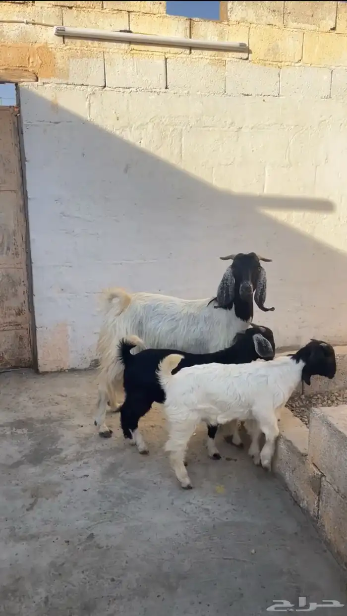 عنز مشروكة ببورقت ( تم البيع ) 0