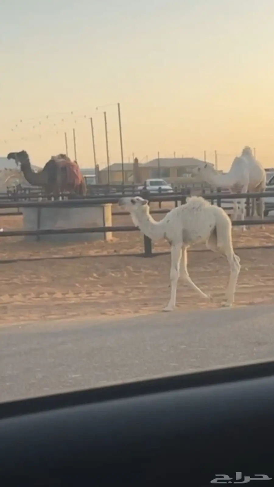 خلفه هديه تحتها قعود ولقحه البيع للتواصل 1