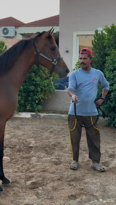 مهر عربي جاهز للنقل 0