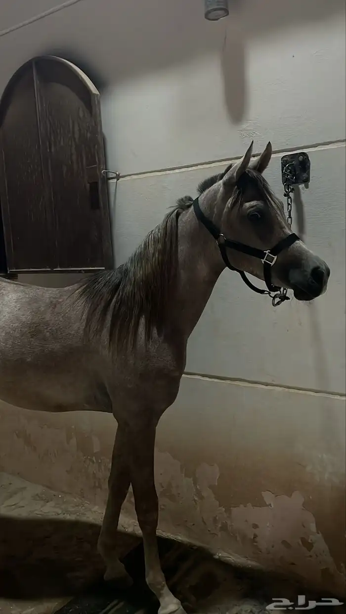 مهر واهو حفيد الرشيم 0