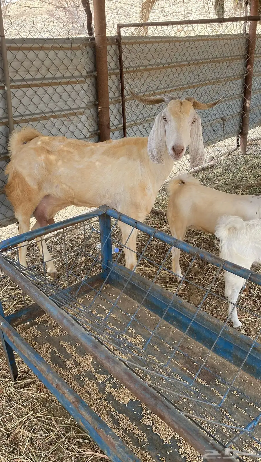 ماعز 2
