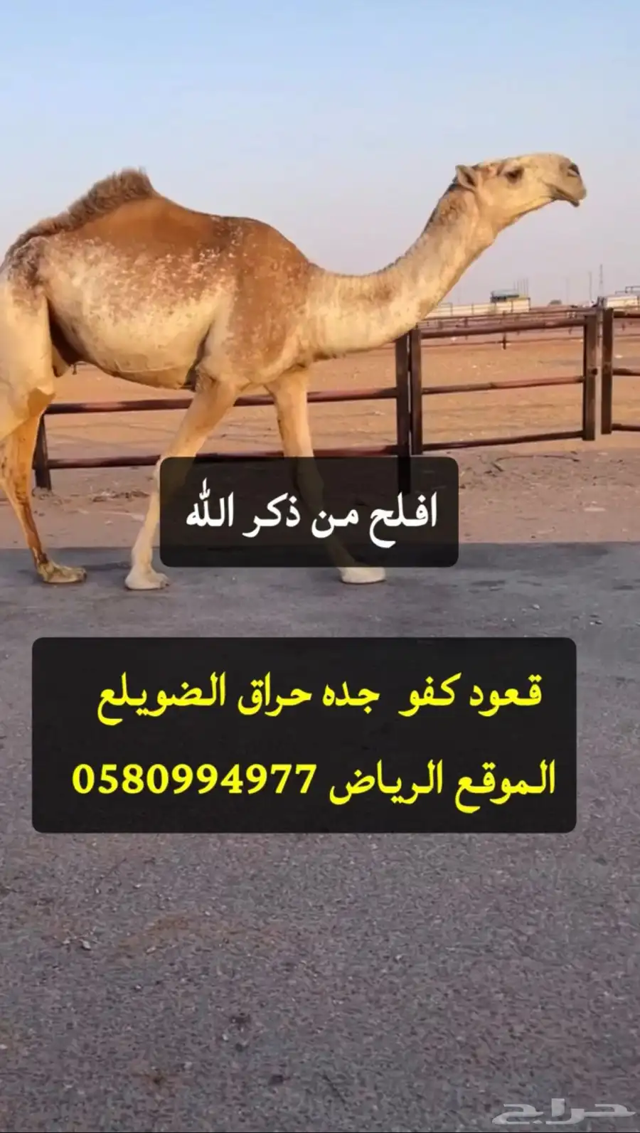 قعود كفو ومستقبل 0