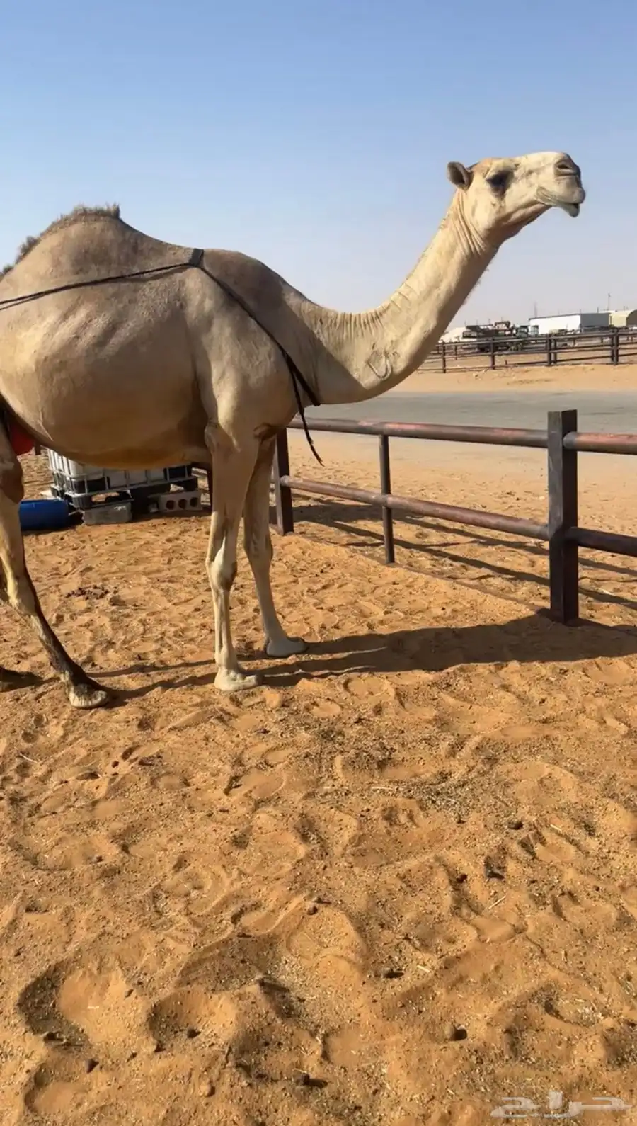 خلفه بكر منتج وهديه تحتها قعود كفو 3