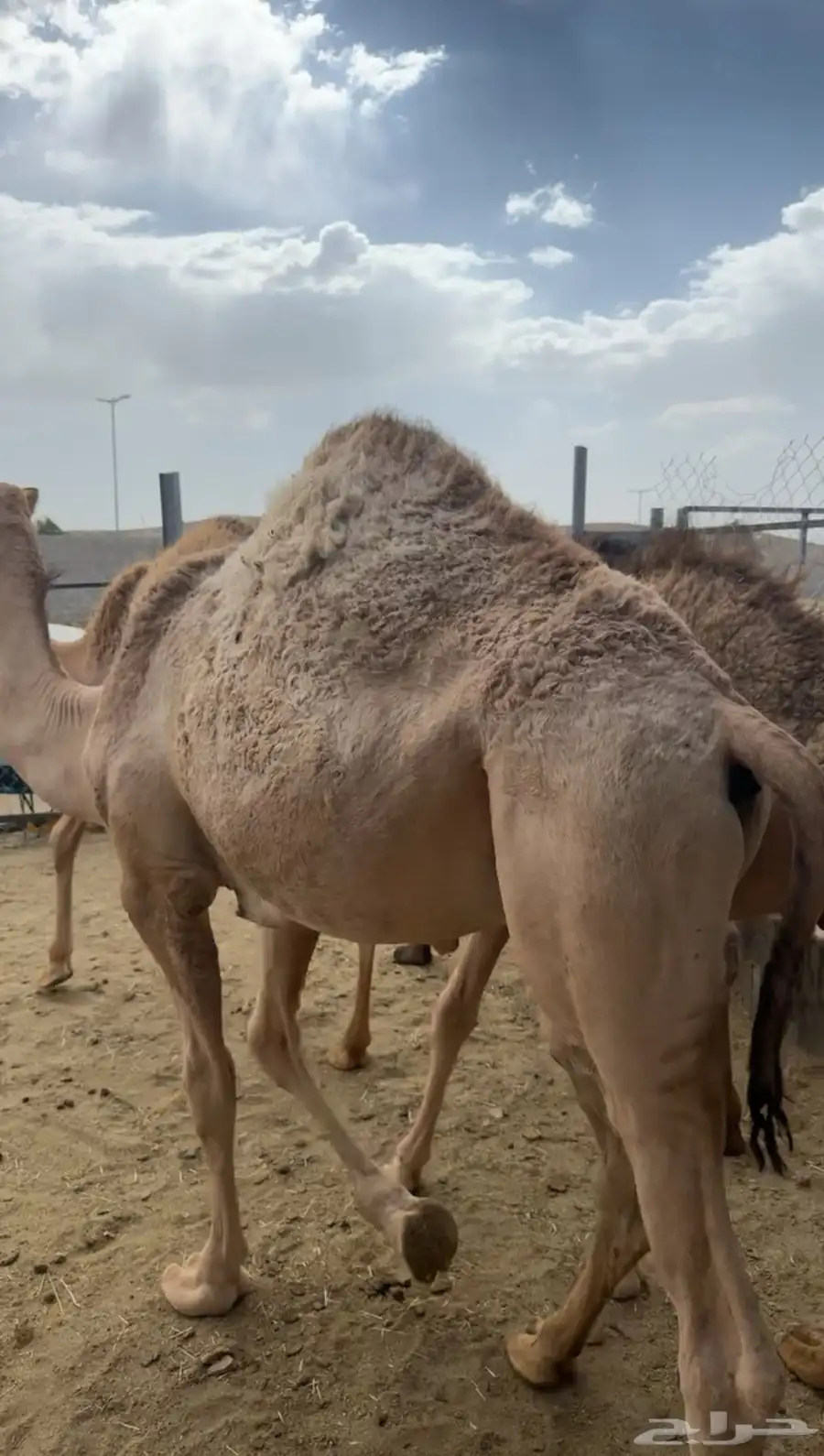 قعدان مبادي ومناسبات بريه على الحليب 4