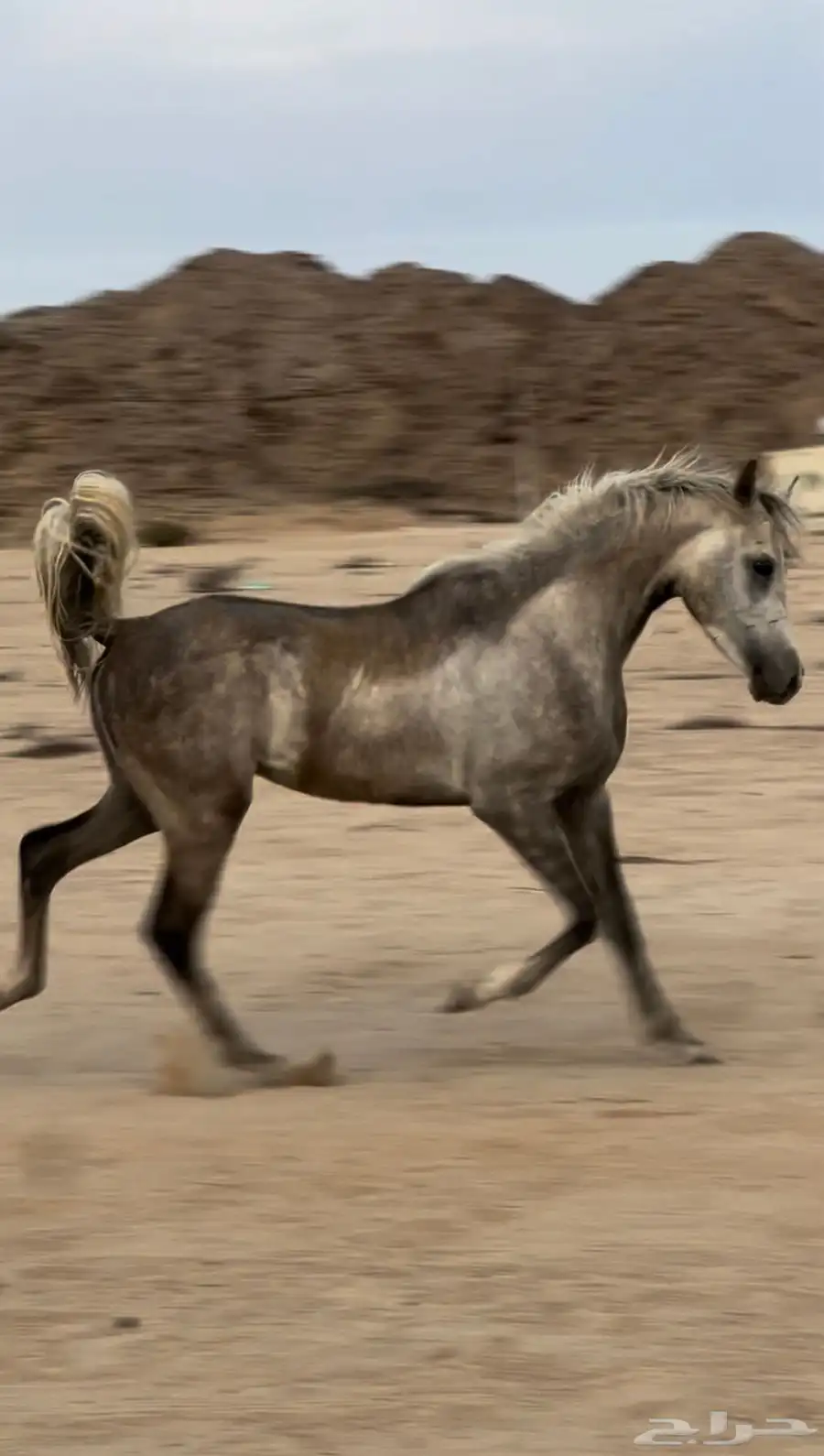 خيل شعبي فاخرر 1