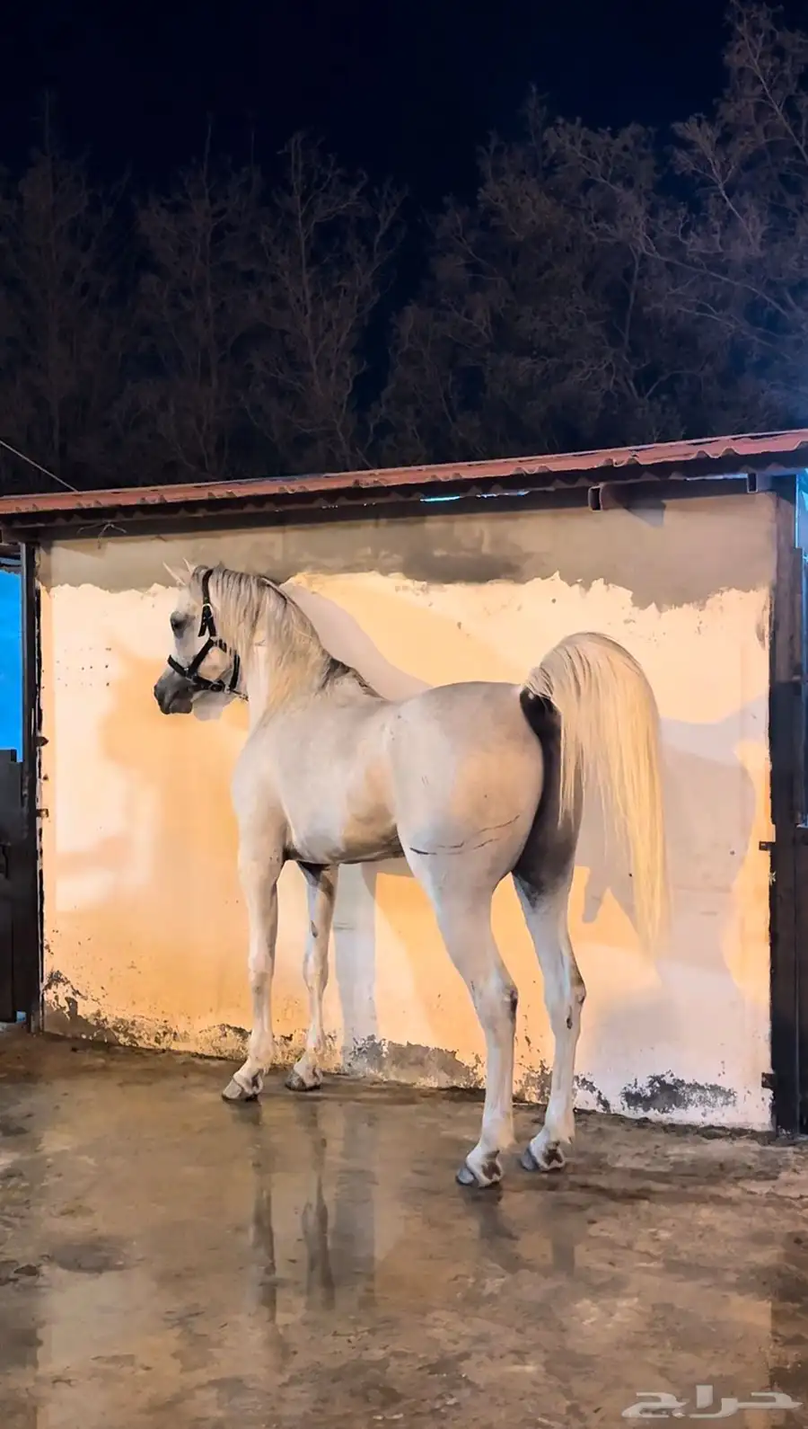 حصان شعبي 2