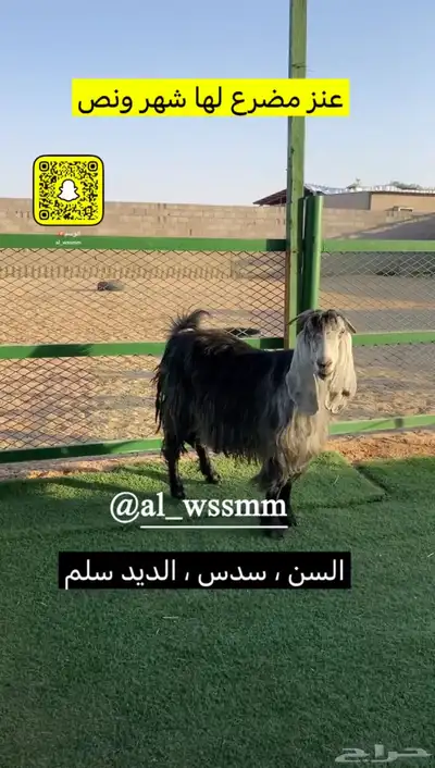 عنز مضرع 0