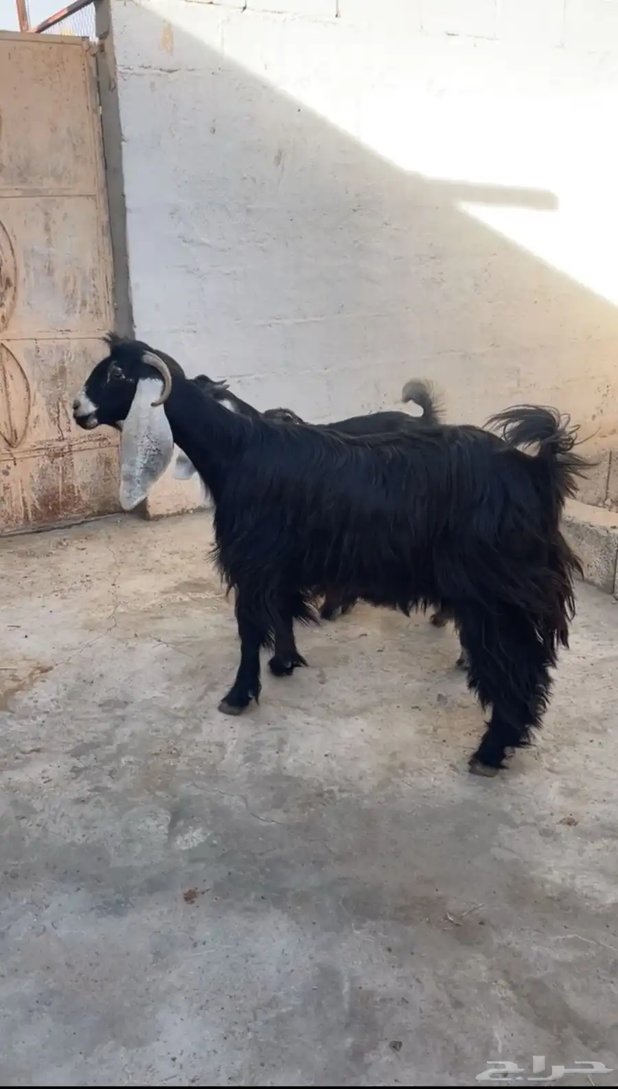 عنز متبع ( تم البيع ) 1