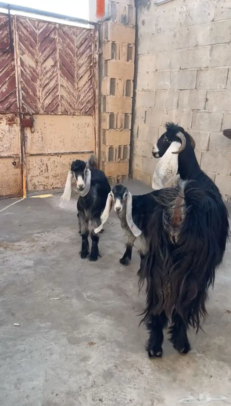 عنز متبع ( تم البيع ) 0