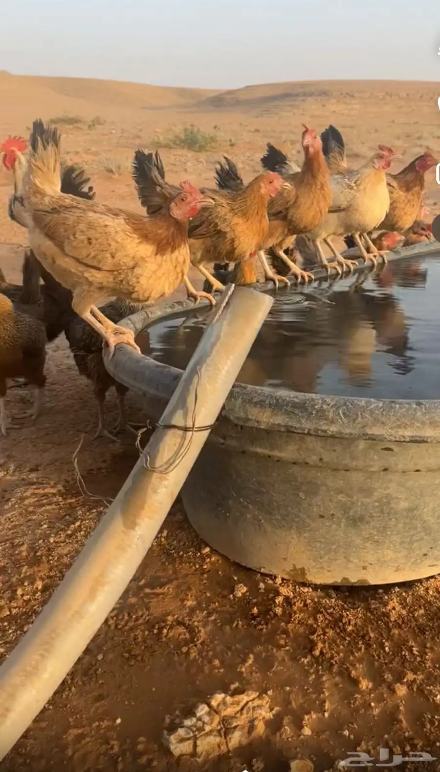 للبيع دجاج بياض بلدي 1