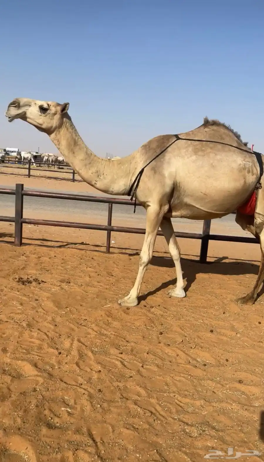 خلفه بكر منتج وهديه تحتها قعود كفو 0