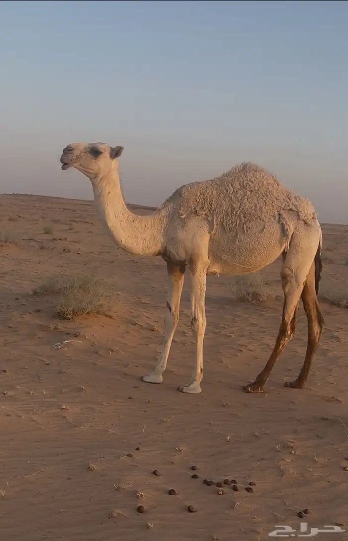بكره باتليه للبيع 0