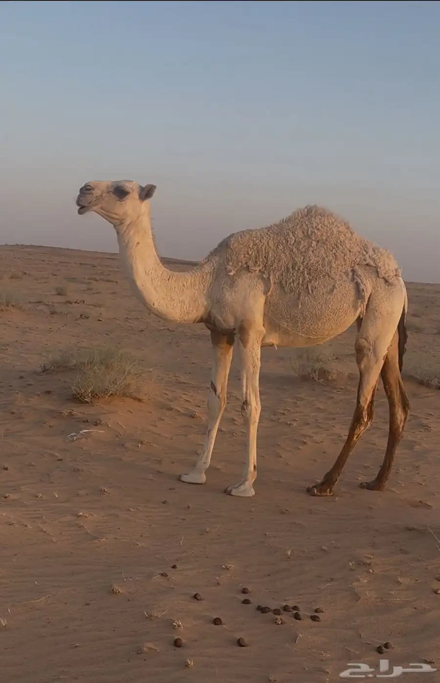 بكره باتليه للبيع 0