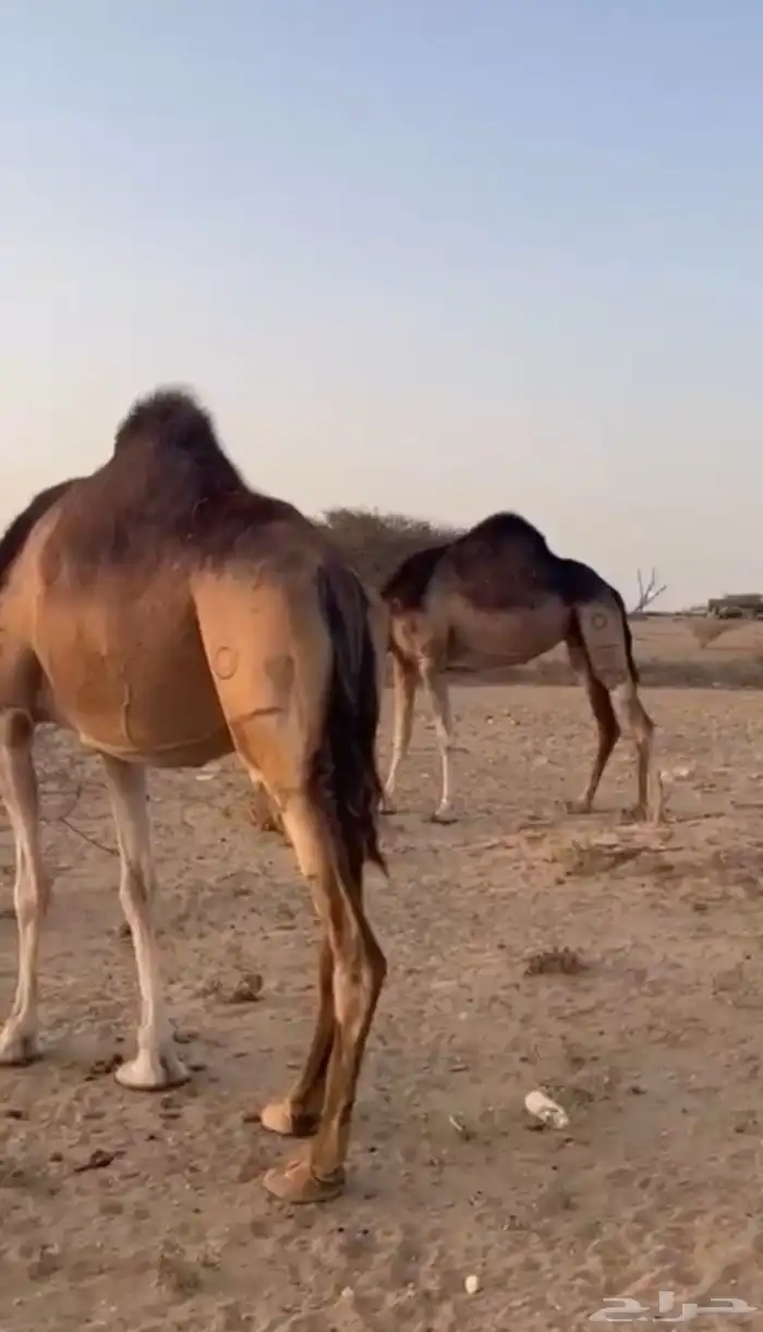 ناقتين سواحل لقح 1