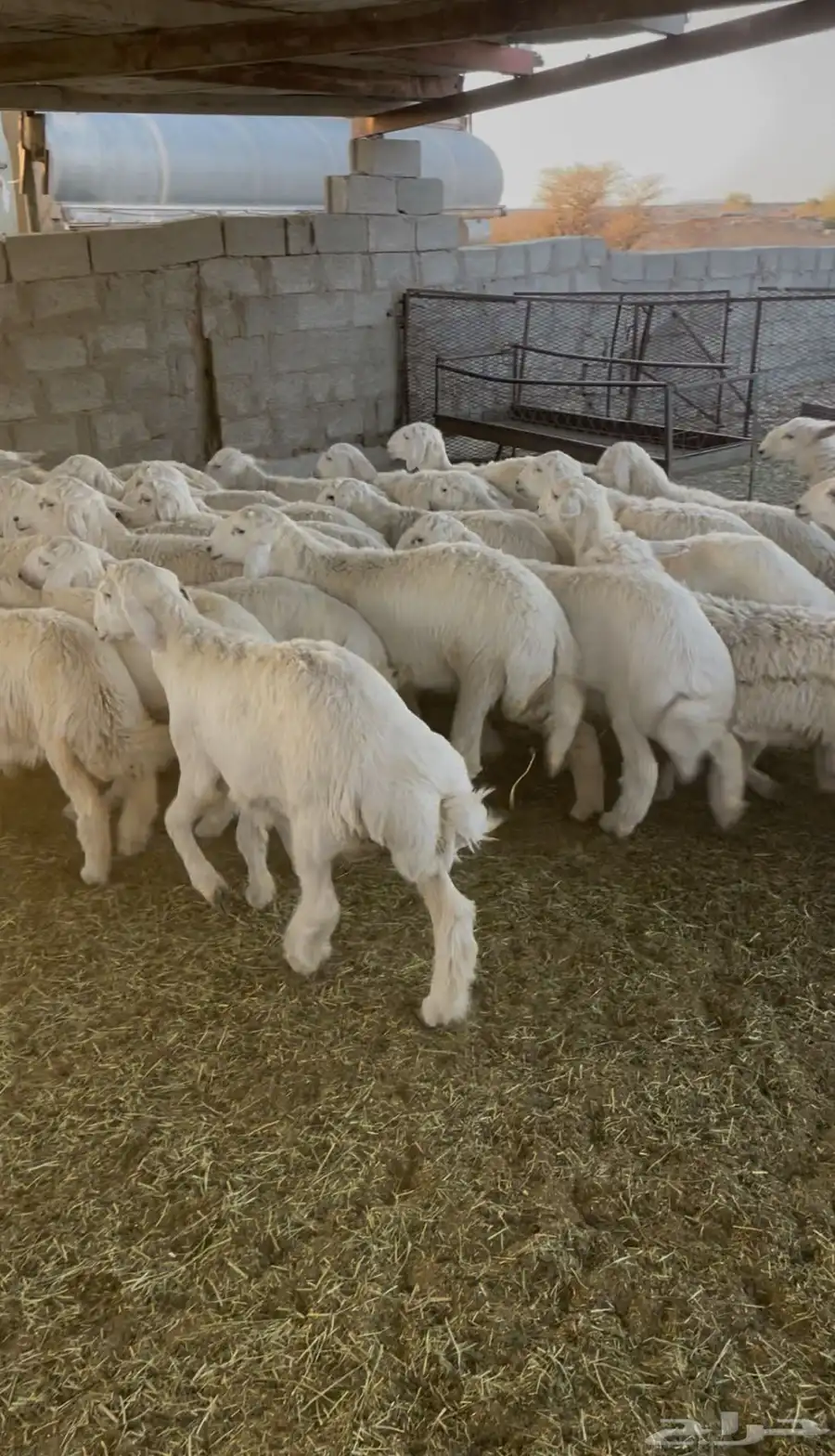 طليان ورخال حري شرط اعمرها من 4 إلى 6 شهور سليمه الاوجاع 5