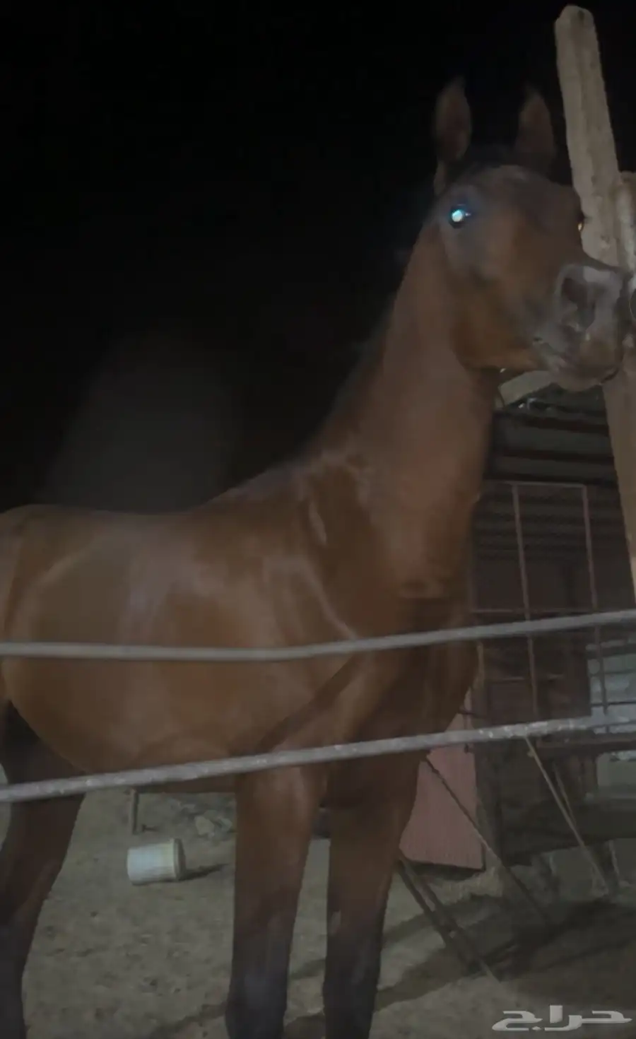 خيل شعبي 3