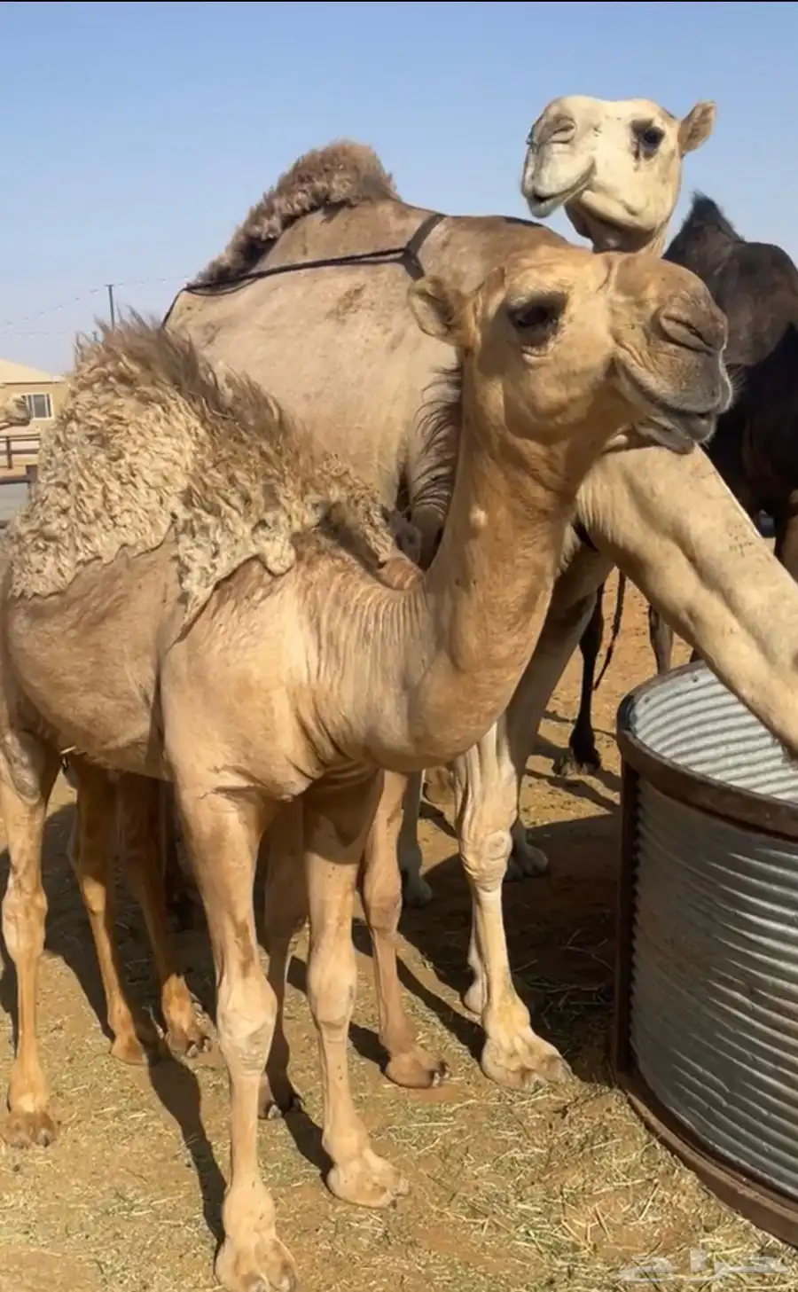 خلفه بكر منتج وهديه تحتها قعود كفو 2