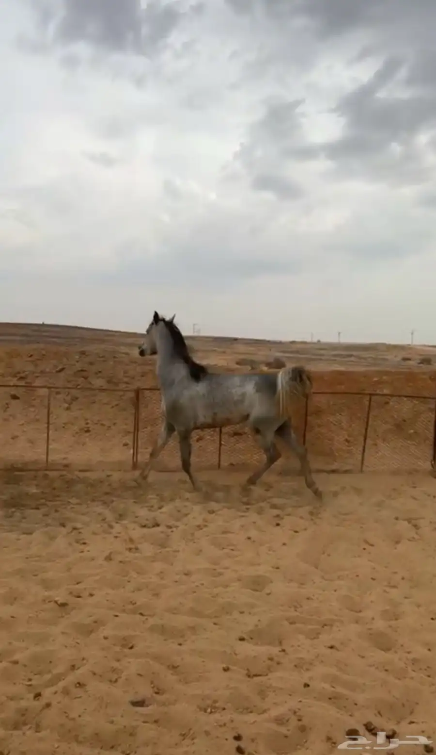مهره للبيع 1