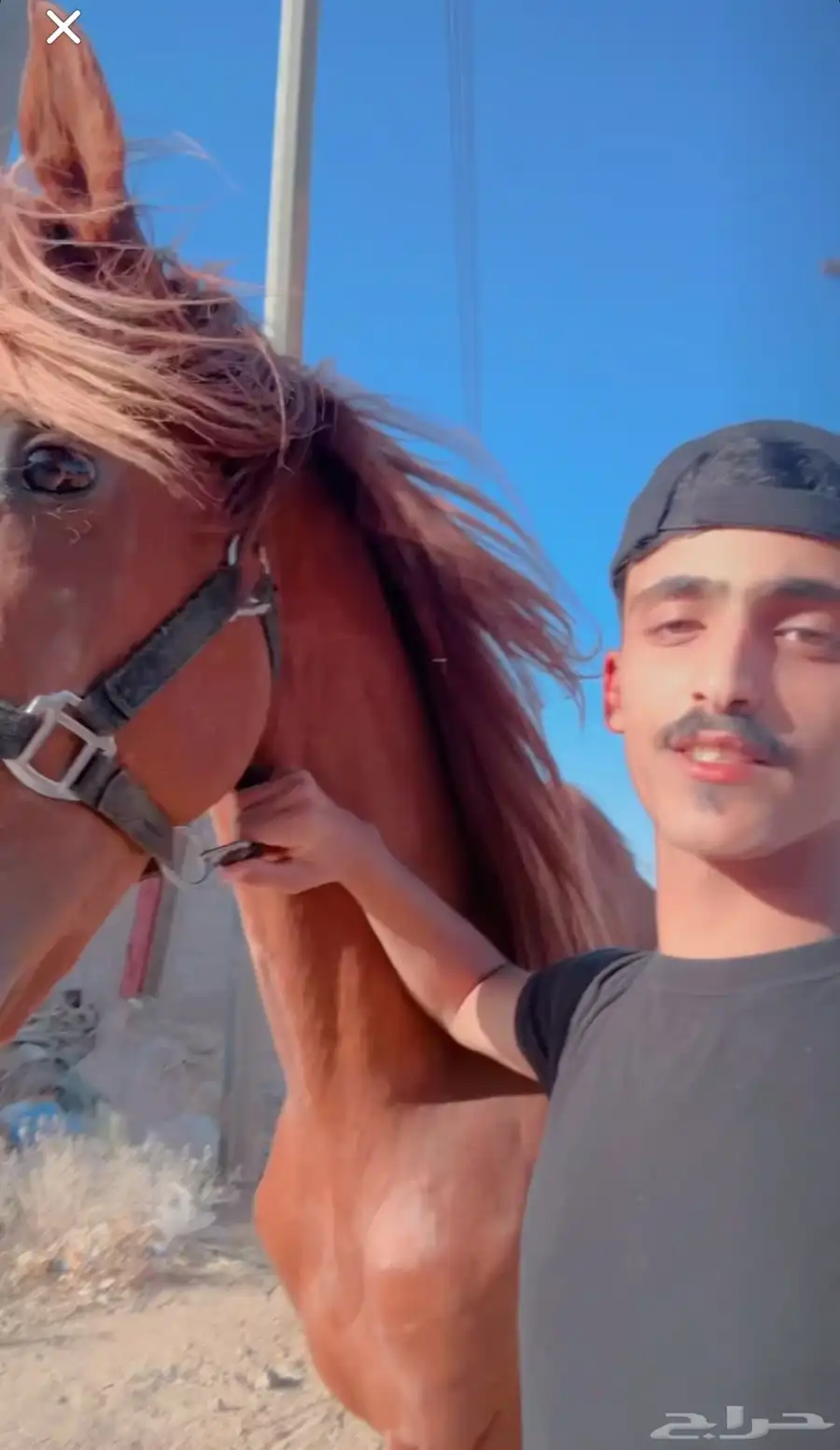 حصان شعبي 1