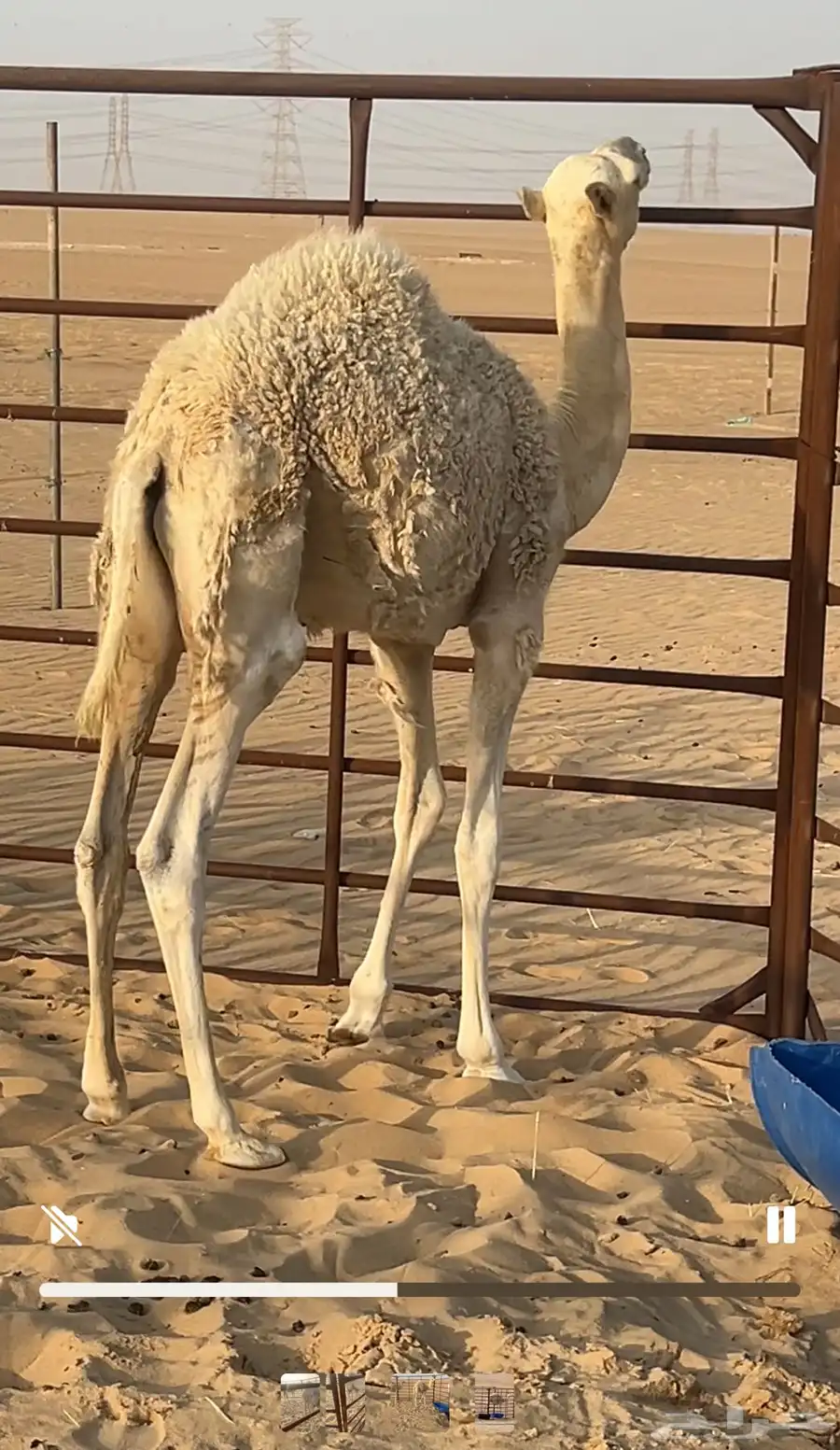 قعود بري في جو سمين 1