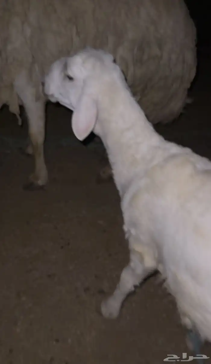 فحل حري مشروط 1