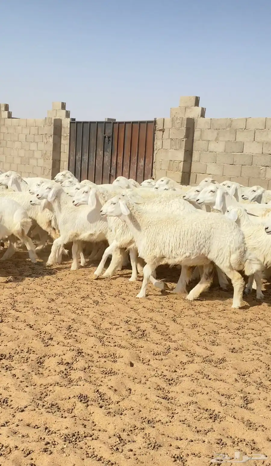 رخال حريات غنم جذعات صنف عدد 102 4