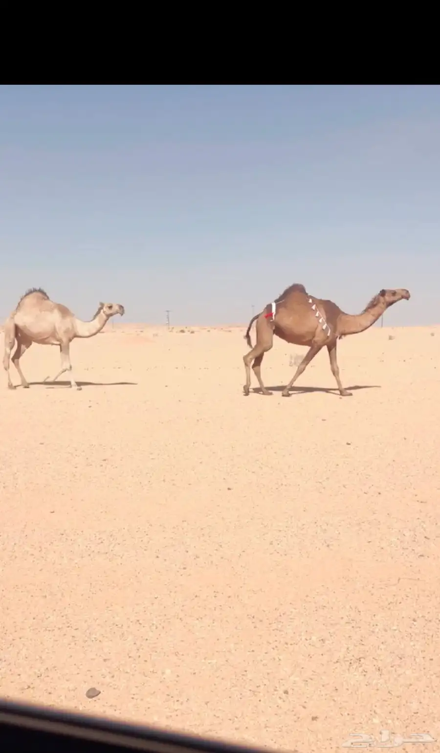 ذود جمله للبيع 1