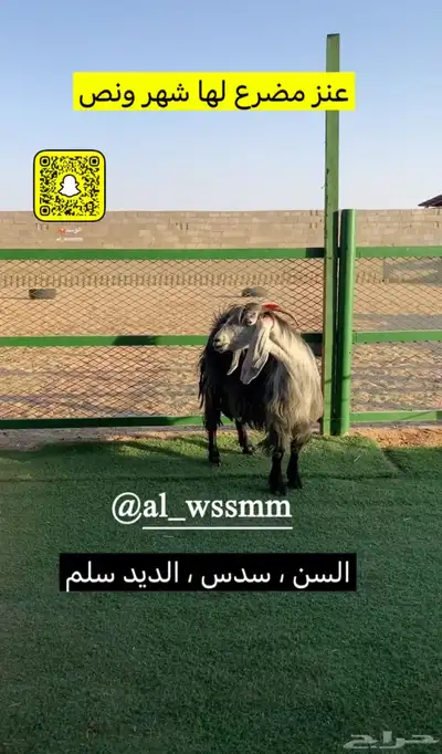 عنز مضرع 1
